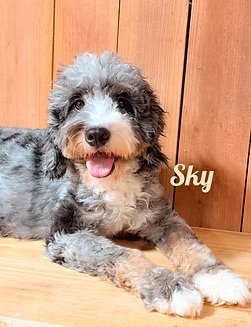 Sky